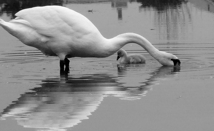Mothers Love