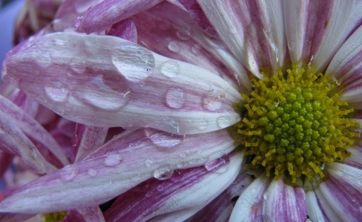 Mother's Day Flowers