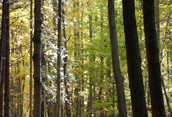 Walk through the forest!