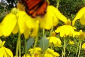 Lake Muskoka buttlerfly among flowers at the Winona Wharf