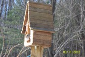 Red Squirrel wants to live like a bird.