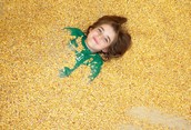 Buried in Corn!