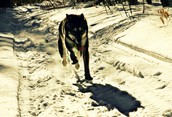 February Morning Run