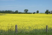 Canola Fields