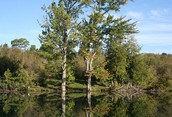 Reflections