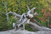Driftwood