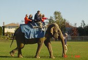 Elephant Rides 
