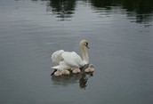 Mother Swan with her Babies