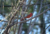 Red Beauty