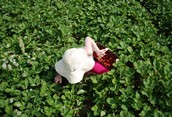 Strawberry Picking