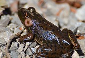 Green Frog