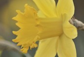 Daffodil