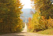 Thanksgiving Stroll