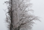 Glad I am not a Tree