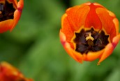 Orange Tulip