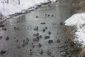 Mallard Ducks @ Milligan's Pond in Barrie