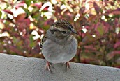 Sparrow