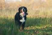Lily on a Walk