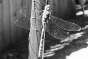 Upclose with a Dragonfly
