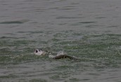 Feeding Time for Trout