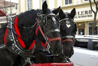 Horse & Wagon Rides