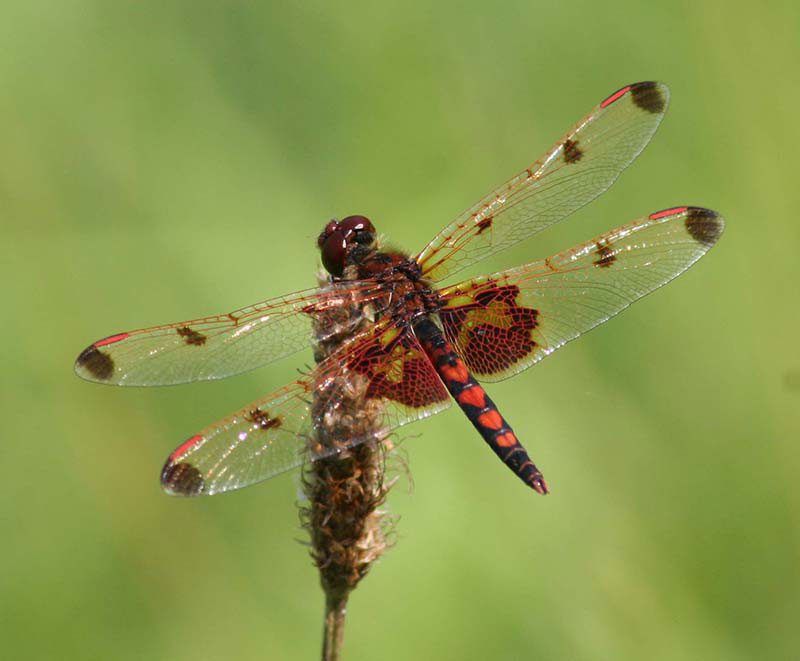 BBCalico-Pennant-Orillia2-(1).jpg