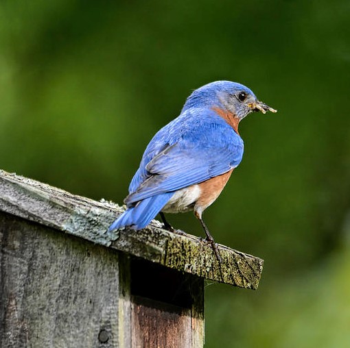 BruceGreySimcoe - Carden Alvar Birding Tour